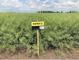 RAPOOL Matrix CL (Integral Pro® + Lumiposa® + biostimulátor) repce vetőmag