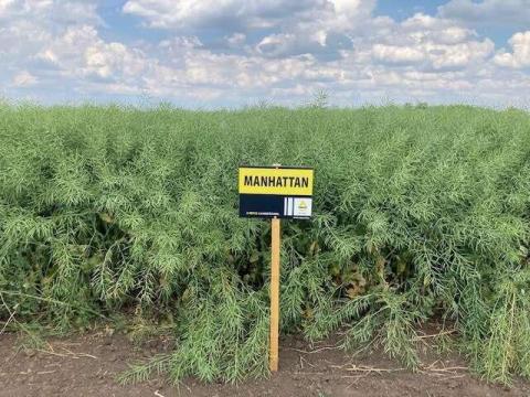 Rapool Manhattan (Integral Pro® + Lumiposa® + biostimulátor) repce vetőmag Rapool Manhattan (Integral Pro® + Lumiposa® + biostimulátor) repce vetőmag