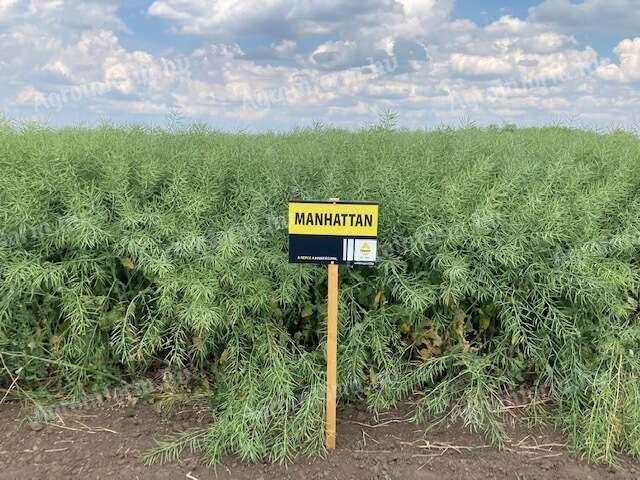 Rapool Manhattan (Integral Pro® + Lumiposa® + biostimulátor) repce vetőmag