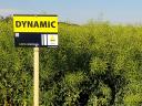 Rapool Dynamic (Integral Pro® + Lumiposa® + biostimulátor) repce vetőmag