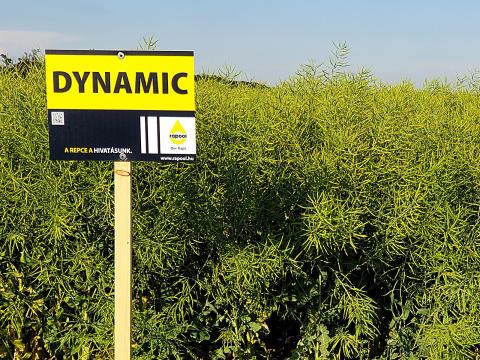 Rapool Dynamic (Integral Pro® + Lumiposa® + biostimulátor) repce vetőmag