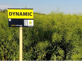 Rapool Dynamic (Integral Pro® + Lumiposa® + biostimulátor) repce vetőmag