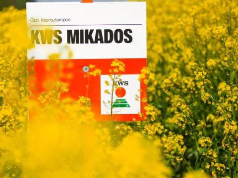 KWS Mikados (INITIO) repce vetőmag