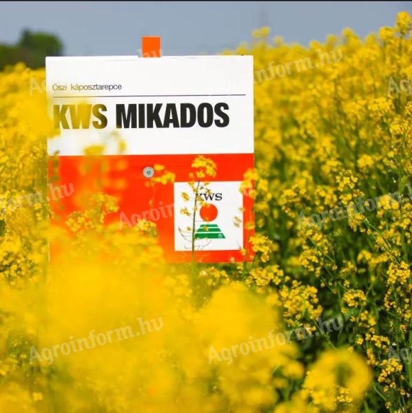 KWS Mikados (INITIO) repce vetőmag