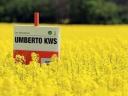 KWS Umberto (INITIO) repce vetőmag
