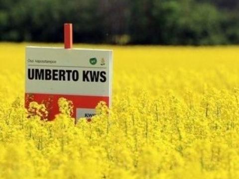 KWS Umberto (INITIO) repce vetőmag