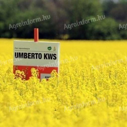 KWS Umberto (INITIO) repce vetőmag