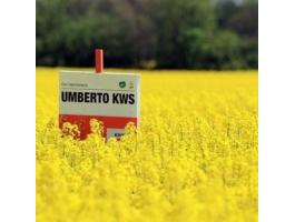 KWS Umberto (INITIO) repce vetőmag