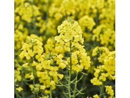 KWS Sauros (INITIO) repce vetőmag