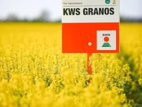 KWS Granos (INITIO) repce vetőmag