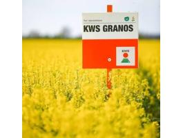 KWS Granos (INITIO) repce vetőmag