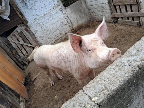 Sertés anyadisznó eladó Sertés anyadisznó eladó