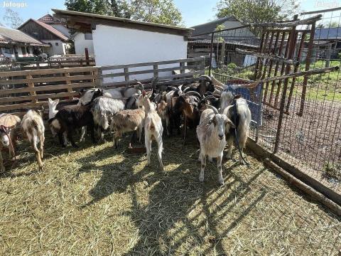 Kecskeállomyány eladó Kecskeállomyány eladó