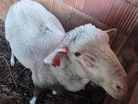 Magyar merino juh család Magyar merino juh család