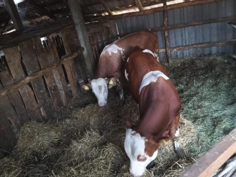 Bika borjú eladó Bika borjú eladó