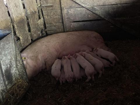 Eladó lefialt kocák Eladó lefialt kocák