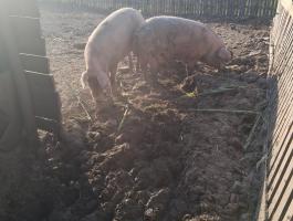 2 db 200-250 kg-os hízó eladó