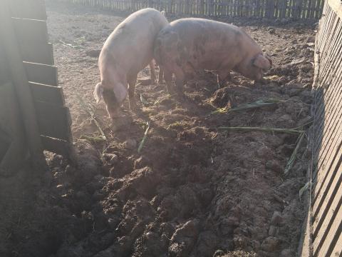 2 db 200-250 kg-os hízó eladó