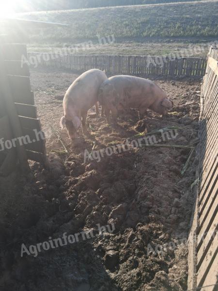 2 db 200-250 kg-os hízó eladó