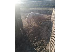 2 db 200-250 kg-os hízó eladó