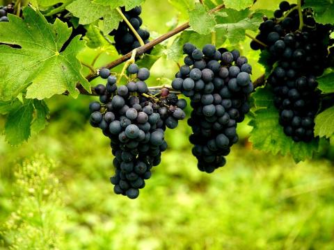 Minőségi borszőlő előjegyezhető Nagytályán! (Cabernet, Merlot, Blauburger) Minőségi borszőlő előjegyezhető Nagytályán! (Cabernet, Merlot, Blauburger)
