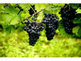 Minőségi borszőlő előjegyezhető Nagytályán! (Cabernet, Merlot, Blauburger)