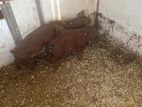 9 hetes mangalica-durok keverék malacok 9 hetes mangalica-durok keverék malacok