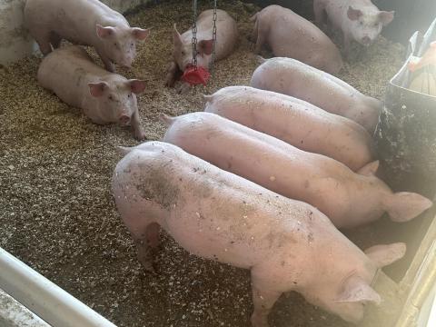 12 hetes malacok 35 kilósak 12 hetes malacok 35 kilósak