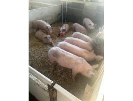 12 hetes malacok 35 kilósak