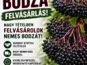 Nemes bodza