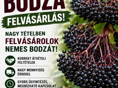 Nemes bodza