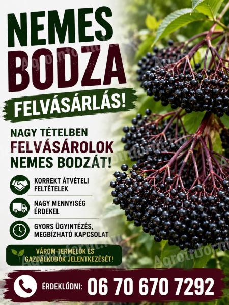 Nemes bodza