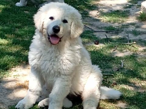 Kuvasz kölyök ingyen elvihető