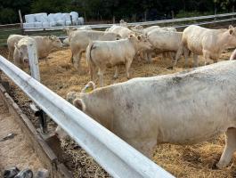 Eladó pedigrés charolais üszők