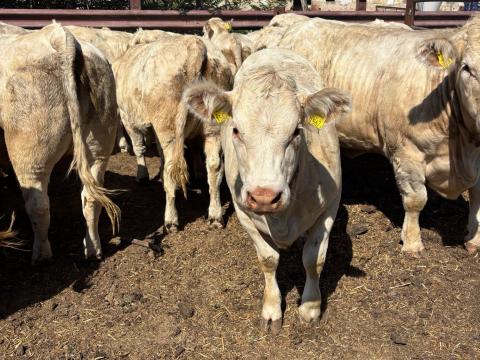 Eladó pedigrés charolais üszők Eladó pedigrés charolais üszők
