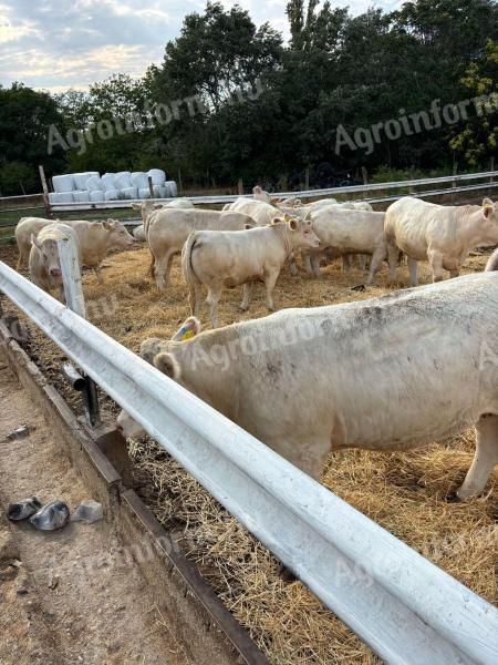 Eladó pedigrés charolais üszők