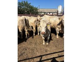 Eladó pedigrés charolais üszők
