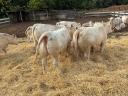 Eladó pedigrés charolais üszők