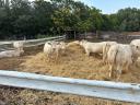 Eladó pedigrés charolais üszők