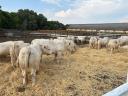 Eladó pedigrés charolais üszők