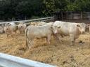 Eladó pedigrés charolais üszők