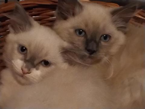 Ragdoll macskák Ragdoll macskák