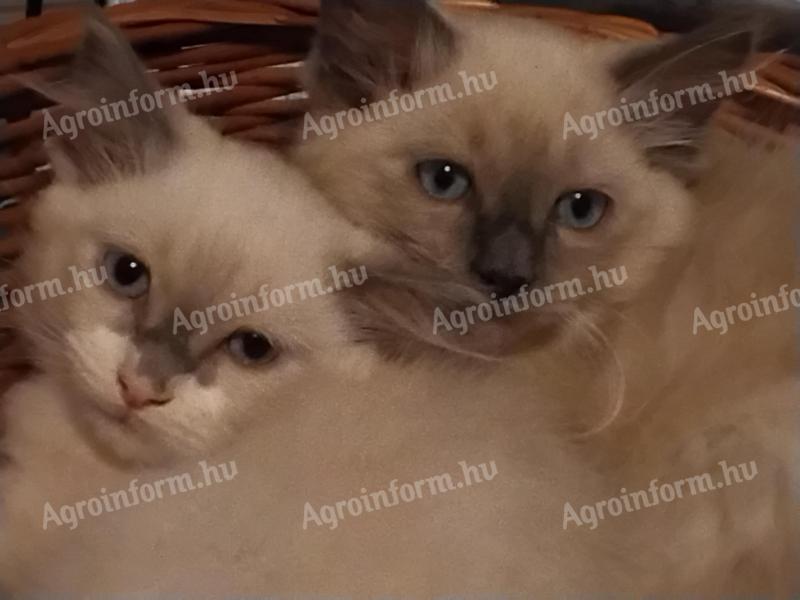 Ragdoll macskák