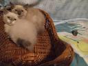 Ragdoll macskák