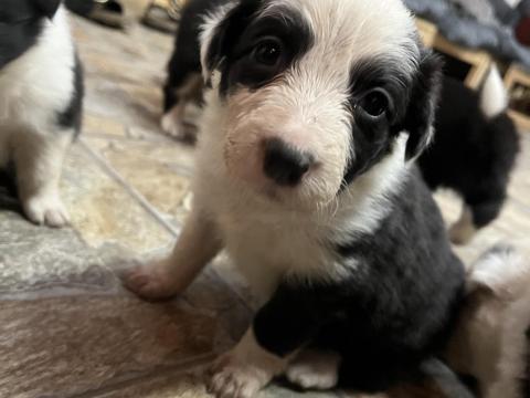 Border Collie