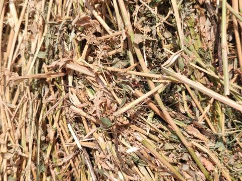 Lucernaszéna Lucernaszéna