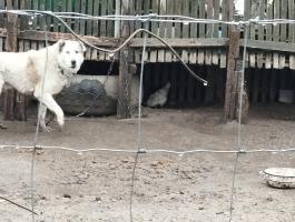 Közép Ázsiai Kan