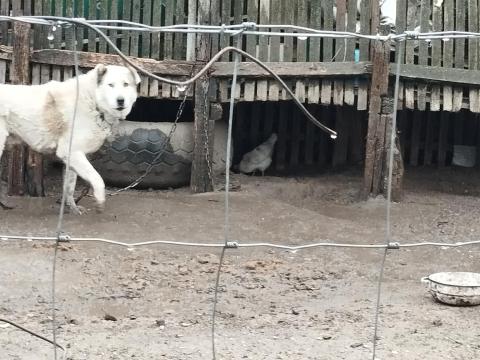 Közép Ázsiai Kan