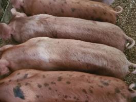 Eladó 10 db 30-33 kg süldő