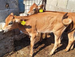 Szarvasmarha, jersey bika
